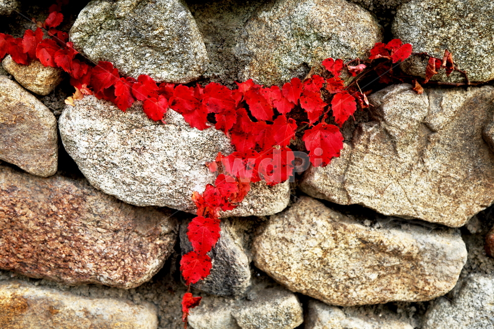 담쟁이넝쿨,단풍,가을,돌담,전통담,담장,plant,식물,leaf,잎,wall,벽,빨간색,가을,계절,fall,autumn,season,rock,록