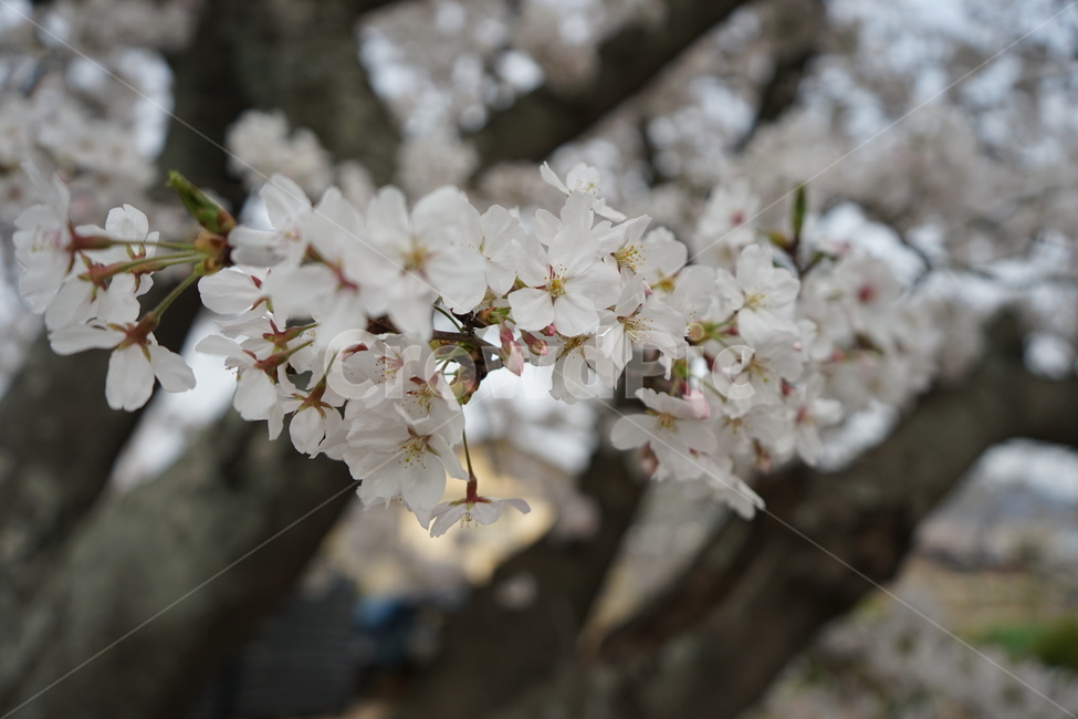 꽃,나무,벚꽃,봄,거리,꽃나무,spring,season,식물,자연,plants,nature,flower,계절,벚나무,사쿠라,봄,계절,spring,season,plant,blossom