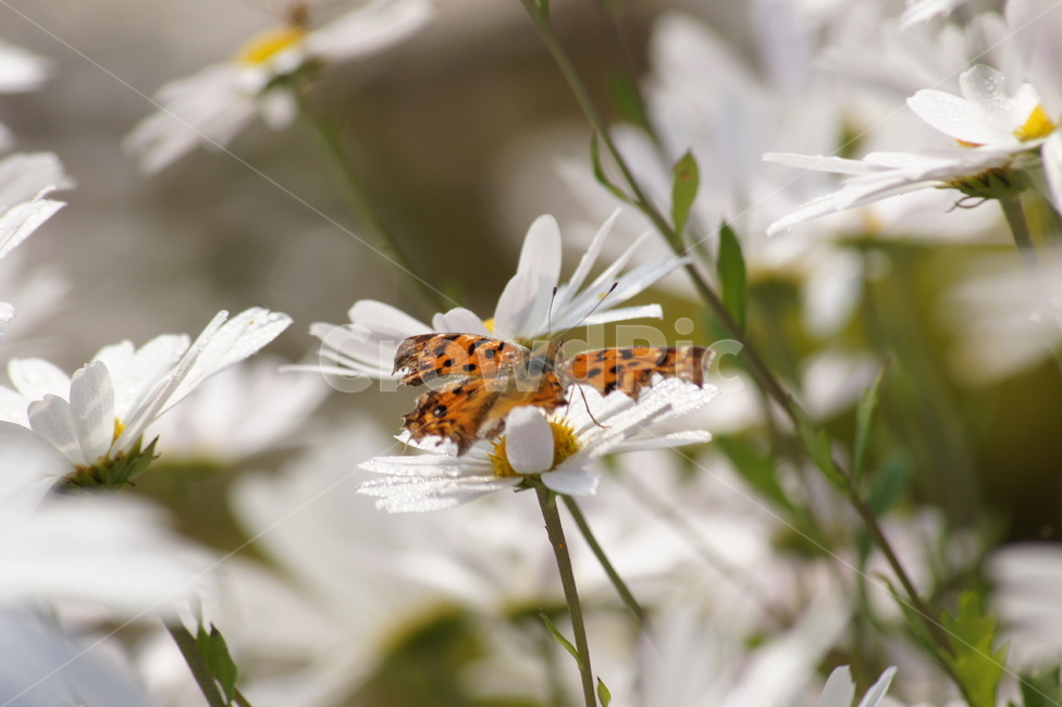 꽃,나비,향기,날개짓,휴식,식물,자연,plants,nature,꽃,flower,동물,animal,곤충,벌레,insect,bug
