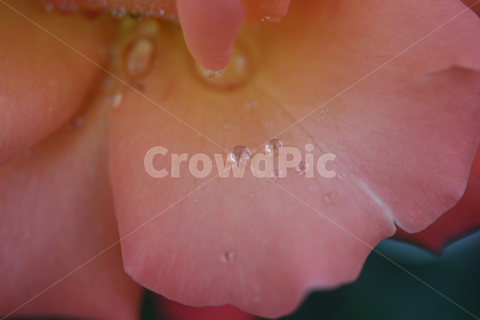 꽃,장미,빗방울,flower,rose,raindrop,식물,자연,plants,nature,꽃,flower