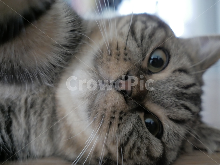 고양이,동물,얼굴,표정,개냥이,호기심,애교,귀여운,동물,animal,포유류,mammal,고양이,cat,kitten,kitty