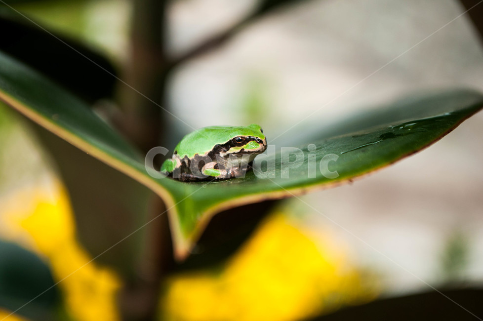 animal,amphibian,개구리,동물,wildlife,야생생물,frog,동물,animal,파충류,양서류,reptile,amphibian