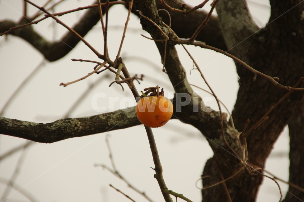감,가을,까치밥,흐린날,가을날,가을,계절,fall,autumn,season,과일,열매,fruit,plant,식물,food,음식