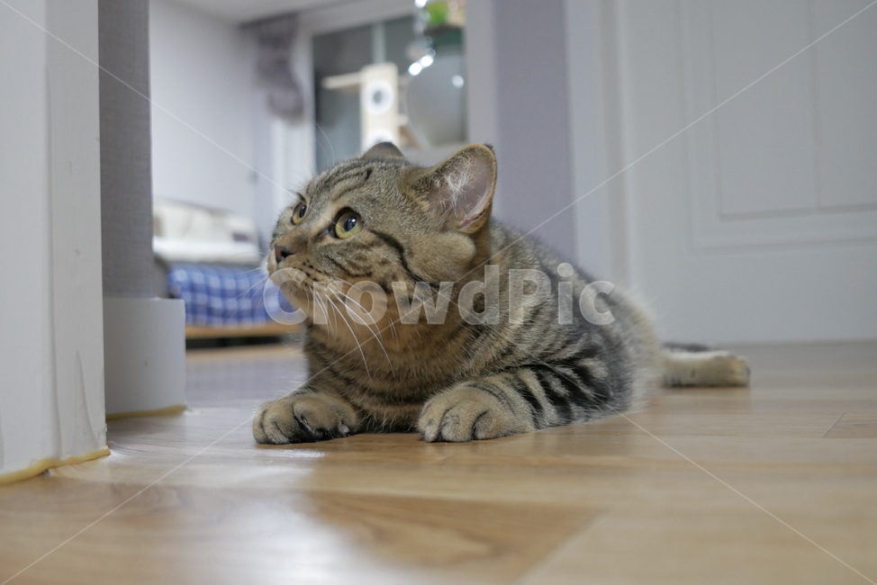 고양이,동물,얼굴,표정,개냥이,귀여운,동물,animal,포유류,mammal,고양이,cat,kitten,kitty