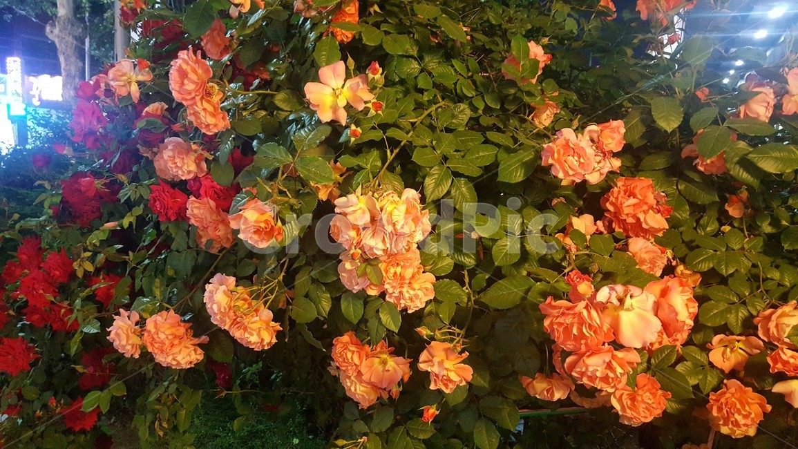 장미꽃,장미,flower,플라워,꽃,분홍장미,빨간장미,핑크장미,장미덩쿨