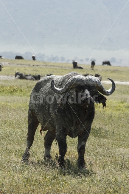 무쏘,아프리카,사파리,케냐,여행,동물,animal,포유류,mammal