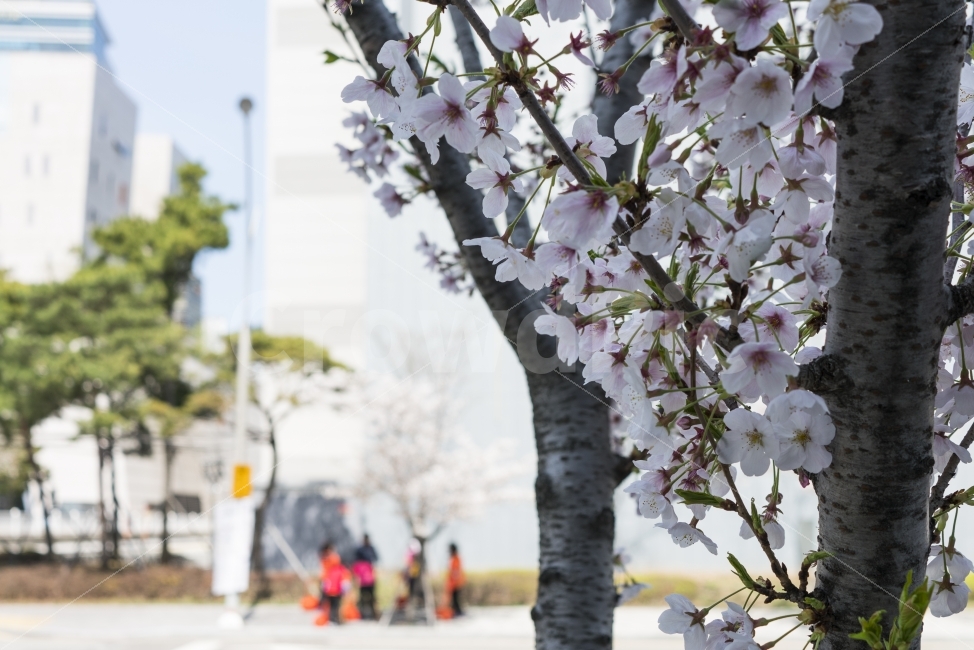 벚꽃,꽃,꽃놀이,봄,봄소풍,산책,꽃냄새,꽃향기,분홍색,식물,꽃잎,따뜻한,순수한,봄날,밝은,로망,로맨스,데이트,데이트코스,설렘,사랑,축제,연인,행복,친근한,익숙한,향기,소풍,여행,관광,아름다운,일상,일상풍경,풍경사진,나른한,점심,개화,만개,꽃구경,나들이,봄나들이,힐링,매혹적인,매력적인,활짝핀,봄꽃,봄기운,봄소식,두근두근,기대,뷰티,사진,클로즈업,휴식,행복한,즐거운,평온한,포근한,감성,감수성,점심시간,한가로운,여유,편안한,감성적인,황홀한,오후,한낮,도심속풍경,벗꽃,봄,계절,spring,season,식물,자연,plants,nature,꽃,flower,plant