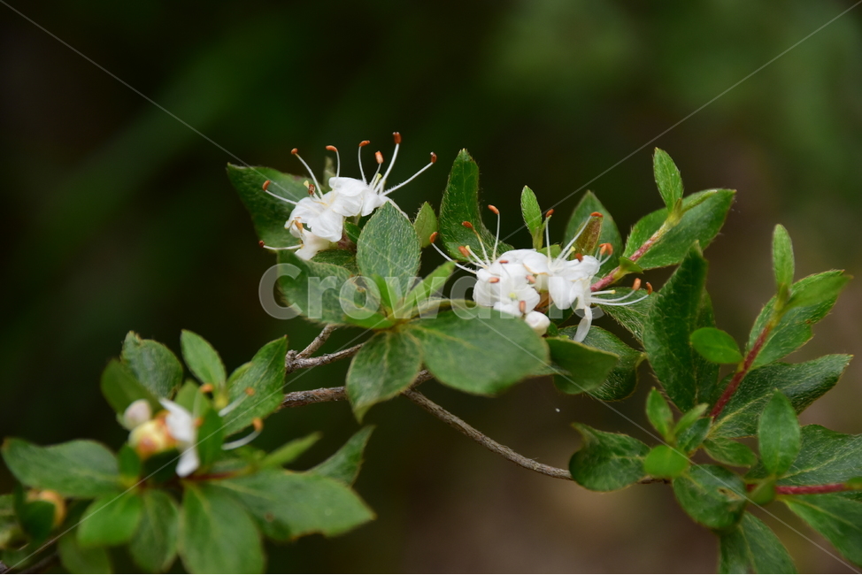 흰참꽃나무,야생화,생태,식물,자연,꽃,여름,힐링,플라워,계절,wildflower,flower,plants,nature,season,배경,목본,나무,감성,느낌,emotion,feeling,진달래과,진달래속,여름꽃,식물,자연,plants,nature,꽃,flower
