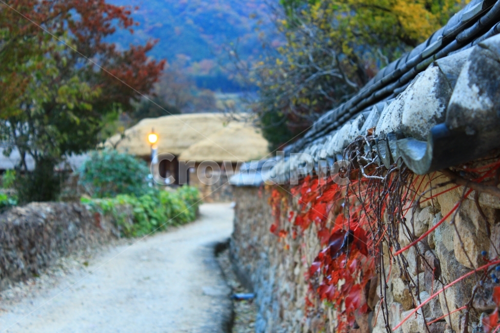 가을,순천,낙안읍성,여행,풍경,돌담,가을,계절,fall,autumn,season,시골,마을,풍경,landscape,country,rural,town,한국전통,한국문화,korean traditional,korean culture,outdoors,옥외,nature,자연