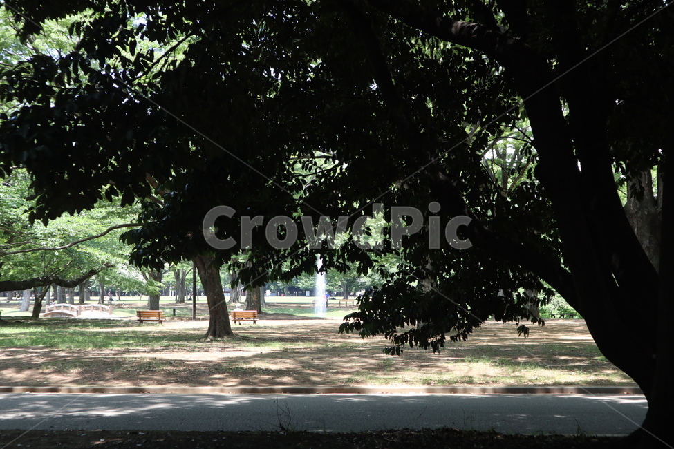 tree,나무,plant,식물,road,도로,자연,nature,garden,정원,treetrunk,나무줄기,자연,풍경,nature,landscape