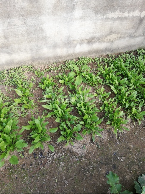plant,식물,화분,초록,텃밭,식물,자연,plants,nature