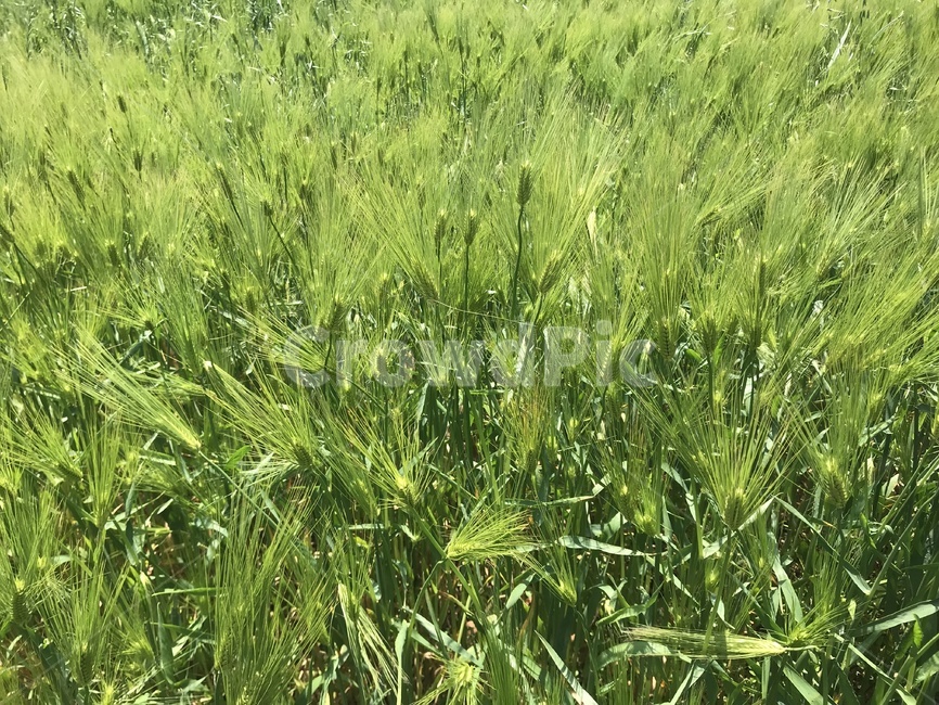 자연,청보리,청보리밭,그린,식물,보리,식물,자연,plants,nature