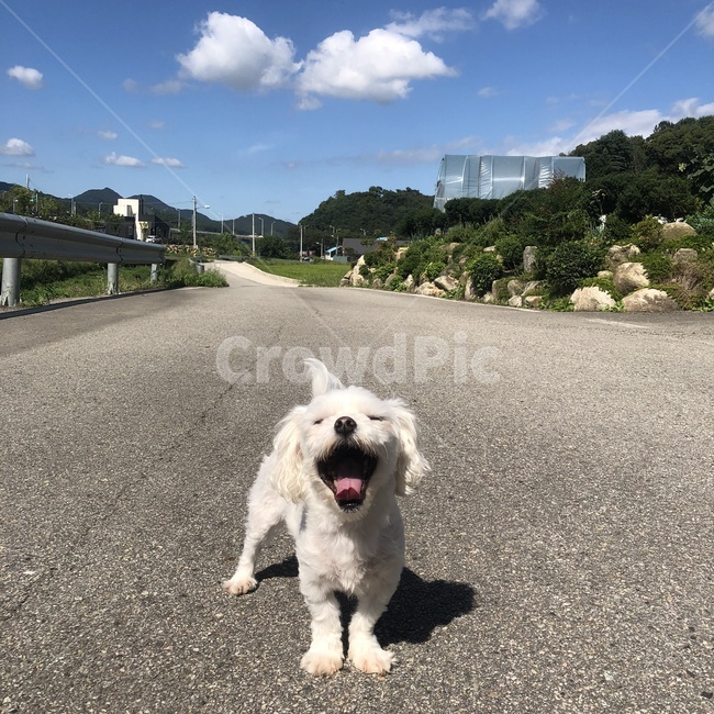 강아지,말티즈,애완동물,강아지화보,강아지자연,멍뭉이,댕댕이,댕청이,강아지미소,강아지웃음,tarmac,asphalt,아스팔트