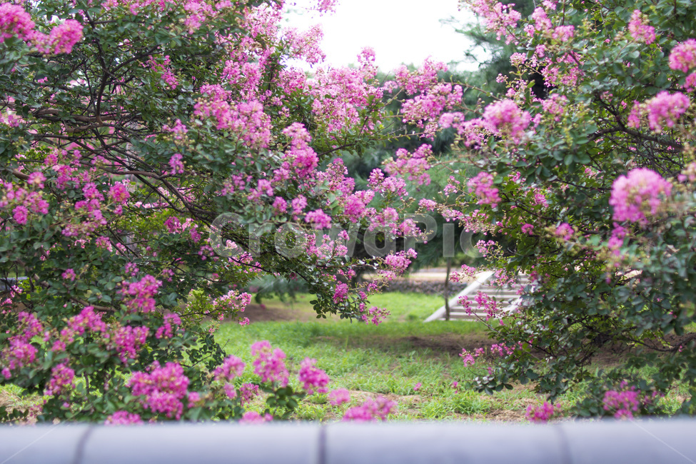 꽃,배롱나무,풍경,분홍,백일홍,담너머,자연,풍경,nature,landscape,식물,plants,꽃,flower,plant