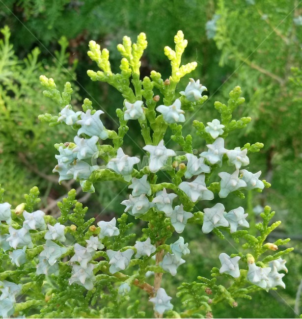 측백나무,총백엽,상록교목,강백,측백목,관상용,약용