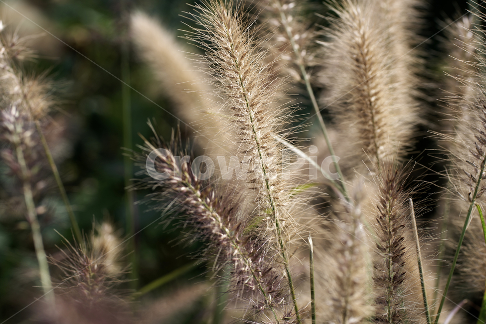수크령,길갱이,가을,계절,벼과,다년생초본,조경식물,식물,자연,plants,nature