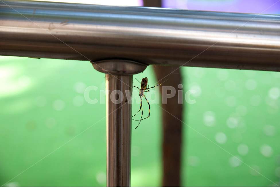 거미,스파이더,야외,공원,거미줄,낮,자연,곤충,spider,spiderwebs,spiderweb,spiderweb,동물,animal,곤충,벌레,insect,bug