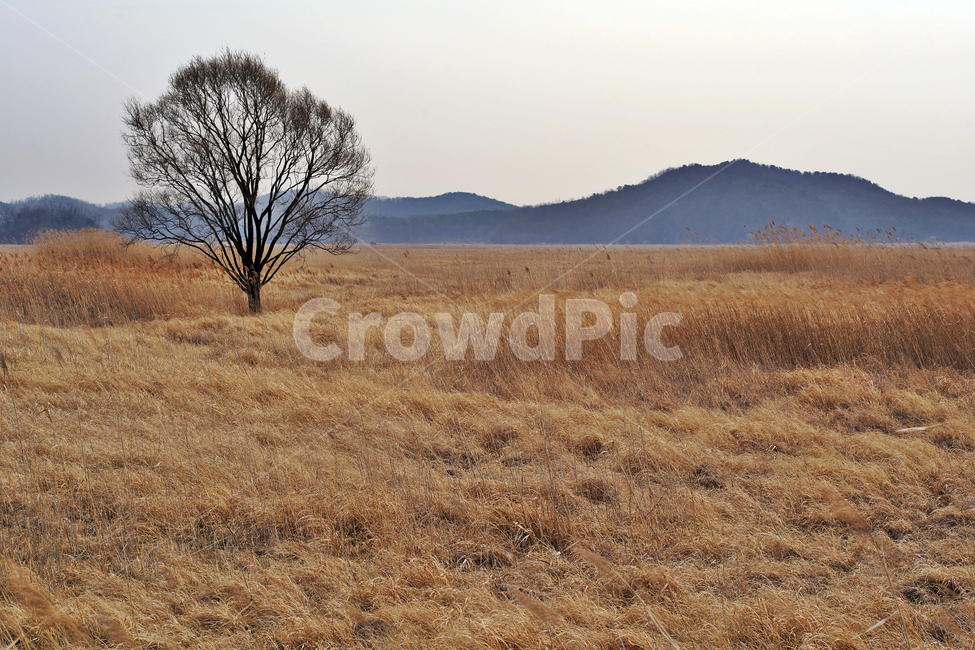 우음도,왕따나무,시화호,시화방조제,화성시,갈대밭,초원,간척지,자연,풍경,nature,landscape