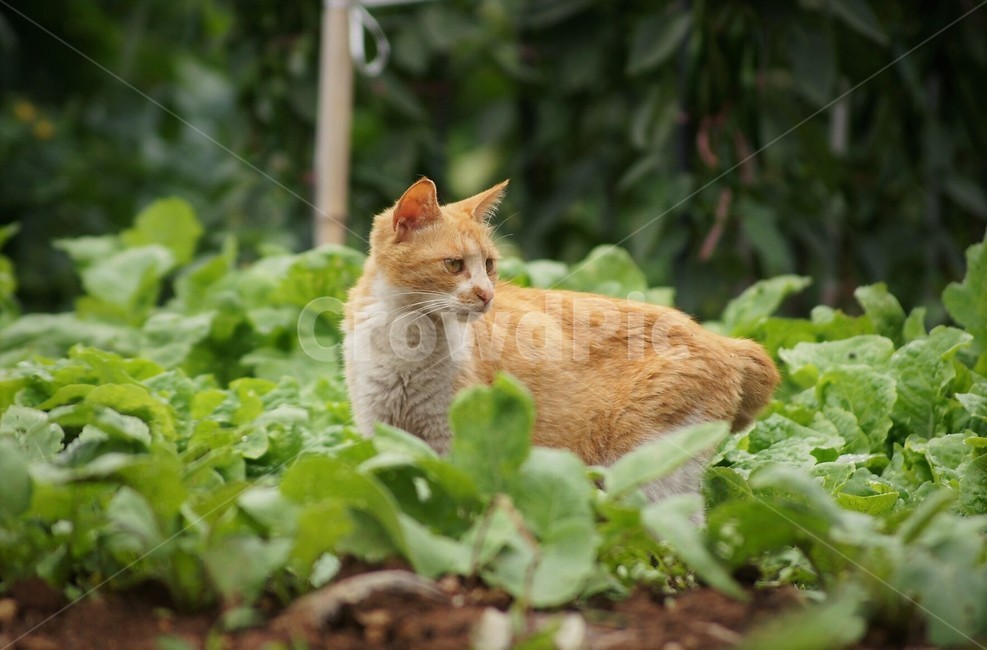고양이,길고양이,야옹이,동물,자연,식물,cat,nature,animal,시선,노란색고양이,동물,animal,포유류,mammal,고양이,cat,kitten,kitty