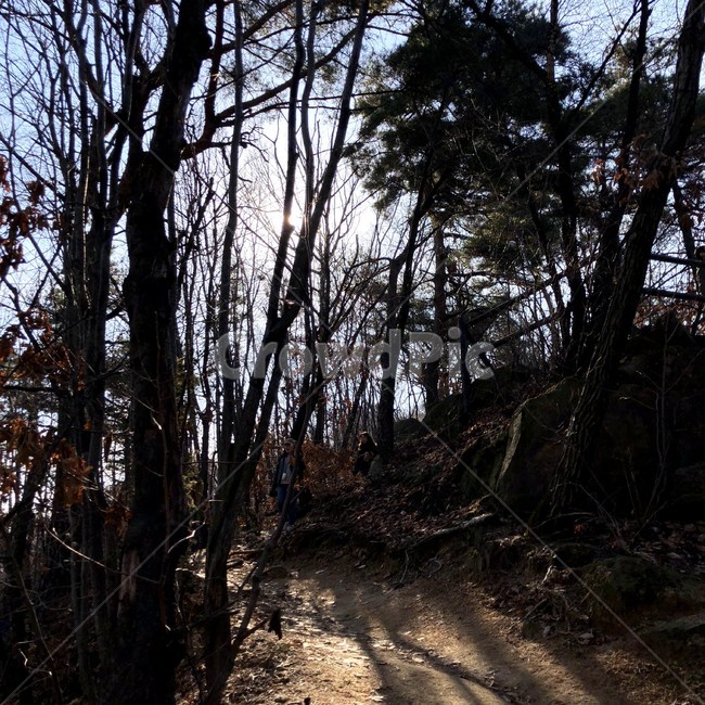 등산,산책,휴식,힐링,숲,산