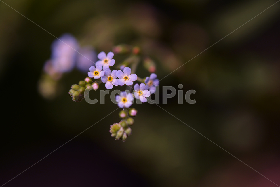 식물,blossom,꽃,flower,꽃마리,들꽃,작은꽃,블루,야생화,식물,자연,plants,nature,꽃,flower