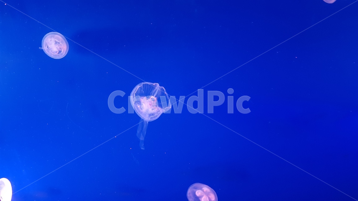 바닷속,jellyfish,몽환,blue,공허감