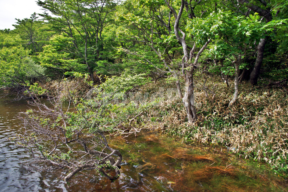 고사목,사라오름,호수,분화구,사라봉,제주,한라산,숲,성판악,오름,산정호수,자연,풍경,nature,landscape,land,땅,outdoors,옥외,water,물