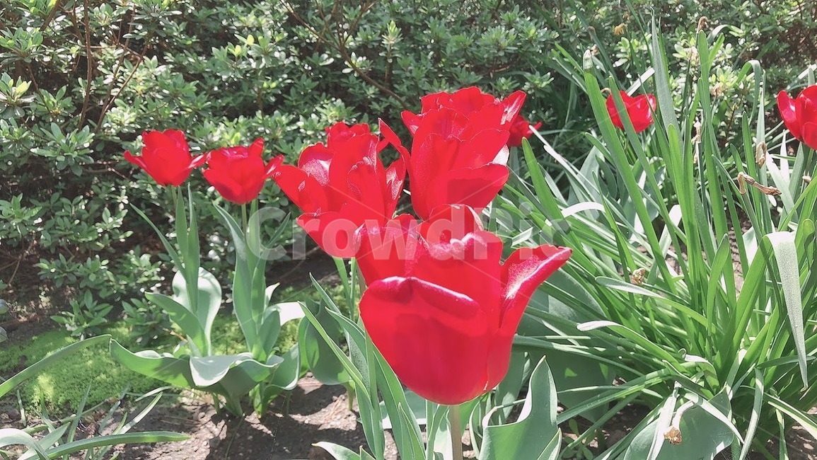 꽃,봄꽃,flower,빨강,red,봄
