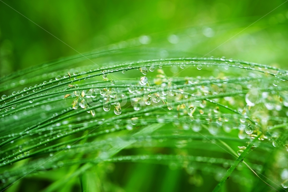 풀,풀잎,빗방울,비,물방울,봄비,식물,자연,plants,nature,휴식,힐링,rest,relaxation,healing,비,비오는날,rain,rainy