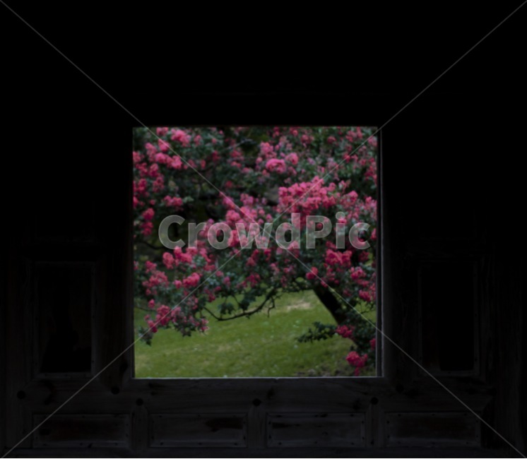 베롱나무,꽃,나무,식물,자연,식물,자연,plants,nature,꽃,flower