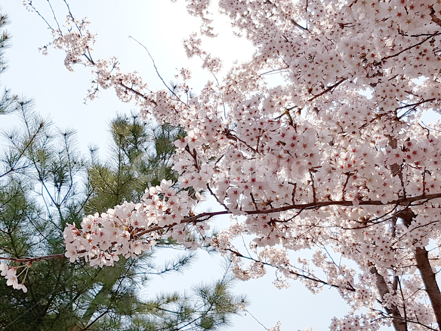 벚꽃,봄,꽃,식물,cherryblossoms,꽃배경,예쁜꽃,봄,계절,spring,season,식물,자연,plants,nature,꽃,flower,나무,trees,wood,plant,blossom,cherry blossom