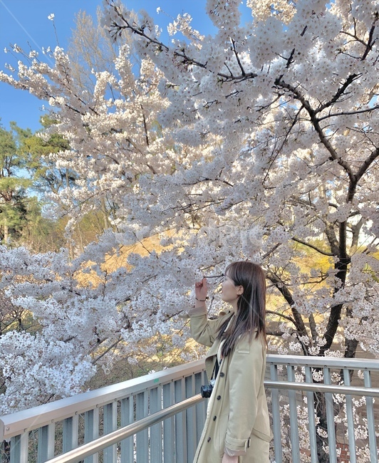 식물,plant,꽃,벚꽃,벚꽃놀이,봄