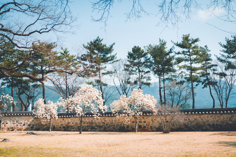 꽃,식물,목련,목련꽃,flower,plant,tree,magnolia,흰꽃,나무