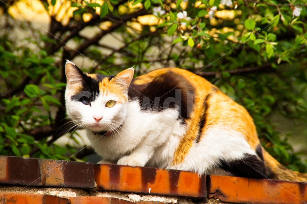 고양이,야옹이,길냥이,길고양이,집고양이,고양이들,동물,시선,강탈,동물,animal,고양이,cat,kitten,kitty,포유류,mammal