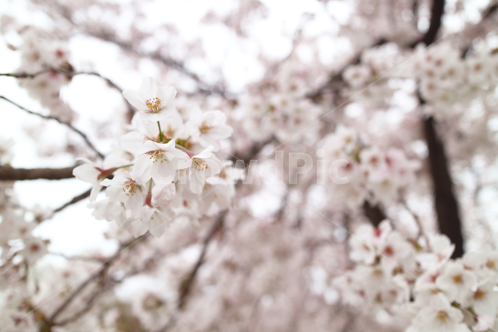 봄,꽃,벚꽂,cherryblossom,flower,spring