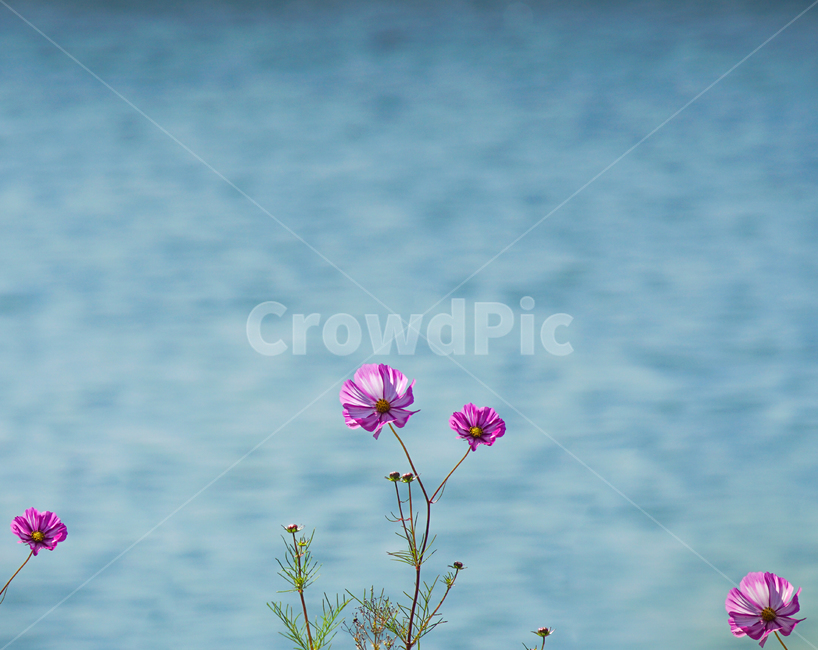 꽃,가을,코스모스,호수,자연,들꽃,식물,자연,plants,nature,꽃,flower
