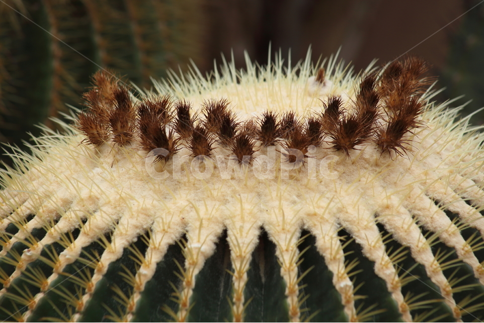 금호선인장,황금술통선인장,온실,goldenbarrelcactus,선인장