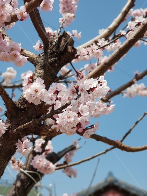 벚꽃,벚나무,봄,꽃,flower,계절,경주,자연,분홍,나무,tree,season,spring