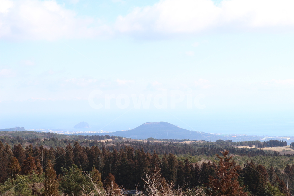 한라산,산,숲,나무,자연,풍경