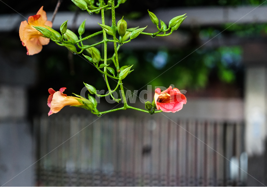 능소화,어사화,꽃,자연,식물,식물,자연,plants,nature,꽃,flower