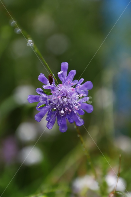flower,화초,꽃,보라색,물방울,식물,자연,plants,nature,꽃,flower