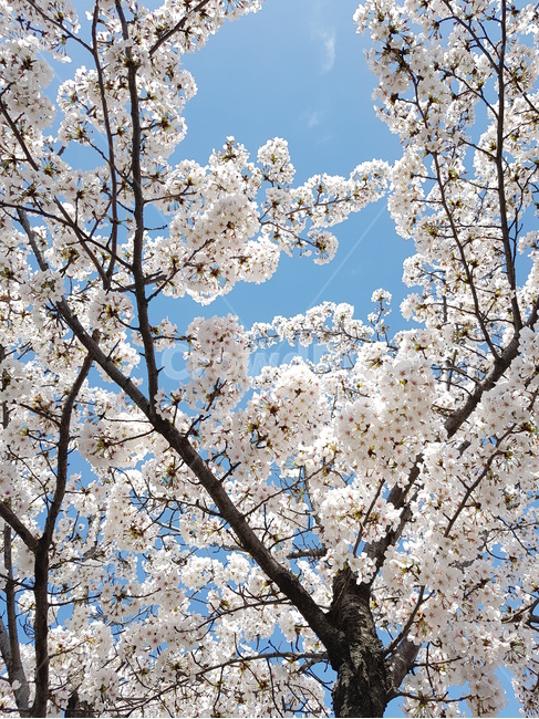 봄,봄의시작,벚꽃놀이,벚꽃,맑은하늘벚꽃,봄,계절,spring,season,자연,풍경,nature,landscape,plant,식물,blossom,꽃,flower