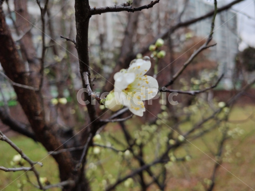 매화,매실나무,매화나무,plum,청매화,prunusmume,매화꽃,plant,식물,flower,blossom,꽃