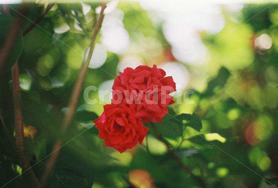 필름카메라,필름사진,감성사진,장미,집앞,식물,자연,plants,nature,꽃,flower