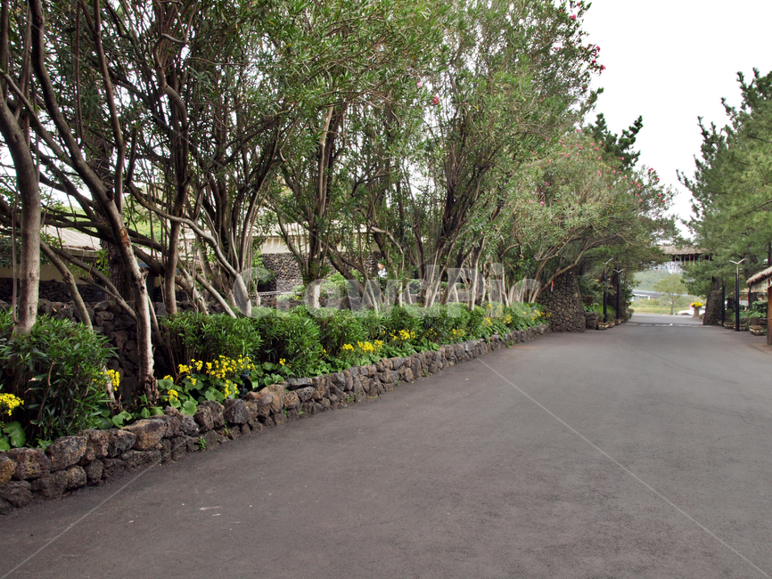 올레8코스,올레길,제주,서귀포시,도로,자연,풍경,nature,landscape,outdoors,옥외,garden,정원,arbour,정자,road
