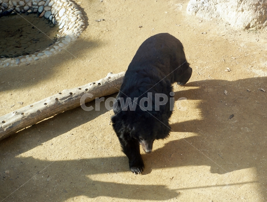 곰,bear,동물,잡식,포유류,animal,nature,동물보호,동물원,park,animalpark,반달곰,반달가슴곰,동물,animal,포유류,mammal