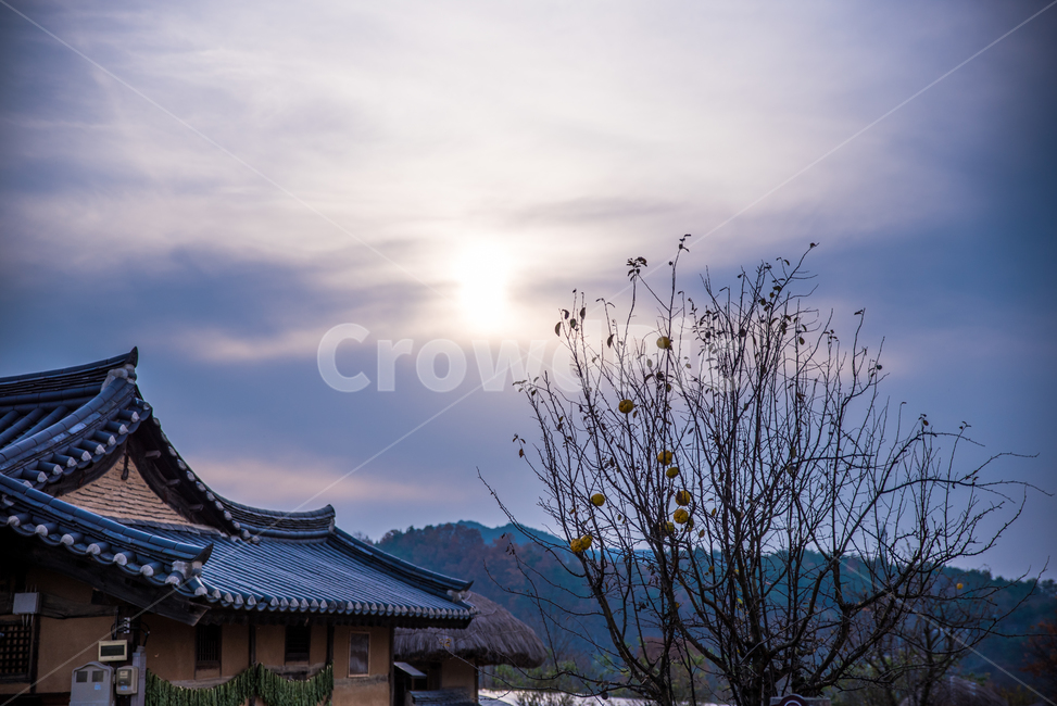 구옥,전통,한옥,감,감나무,풍경,하늘,조화,배경,traditional