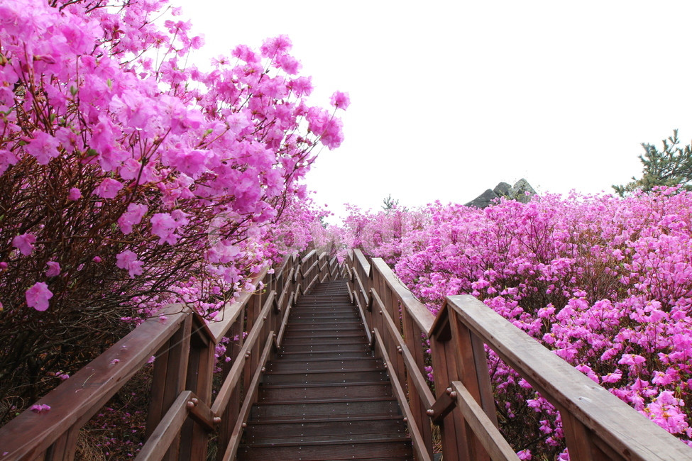 spring,pink,Azalea flower,Daegeumsan Mountain,flower road