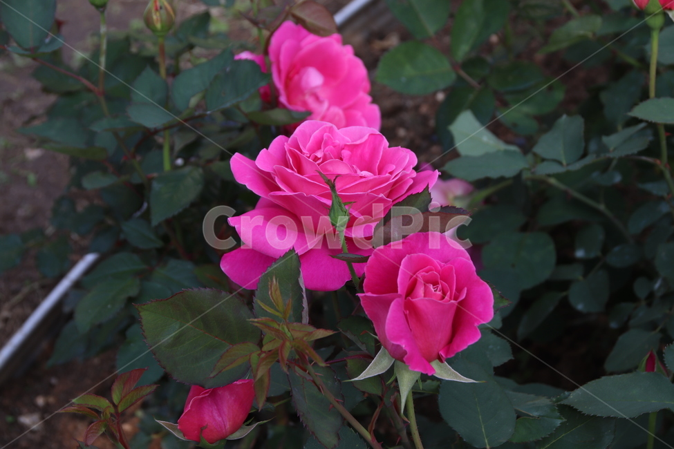 장미꽃,장미,꽃,자연,풍경,이곡장미공원,식물,자연,plants,nature,꽃,flower