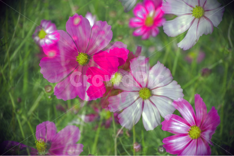가을코스모스,다중노출,cosmos,autumn,multipleexposure,가을,계절,fall,autumn,season,식물,자연,plants,nature,꽃,flower,blossom,geranium,제라늄,plant